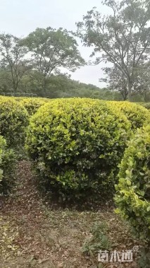 冠幅100厘米金森女贞球