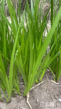 高度30厘米水菖蒲