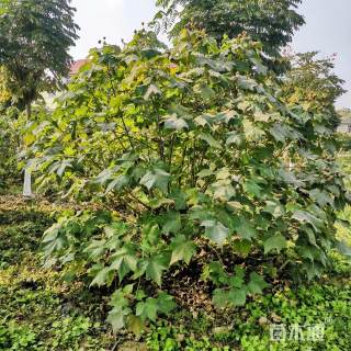 高度400厘米丛生木芙蓉