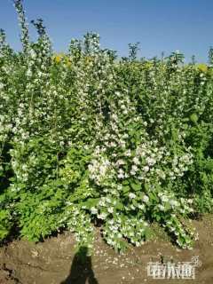 高度100厘米太平花