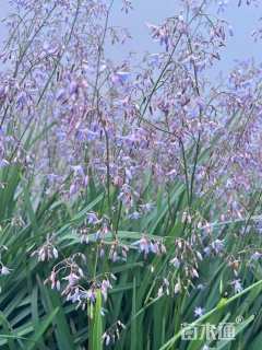 高度35厘米山管兰