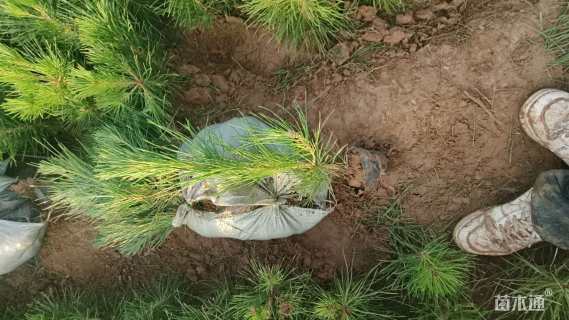 高度145厘米侧柏小苗