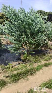 高度250厘米银叶金合欢