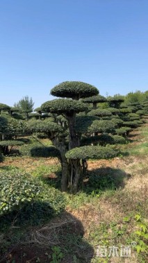 60公分对节白蜡