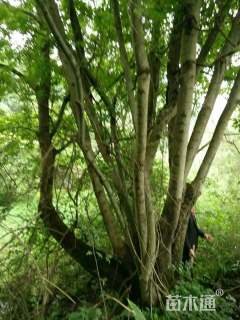 80公分多杆朴树