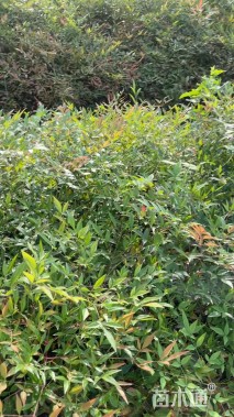 高度40厘米南天竹