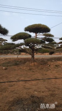 45公分造型黑松