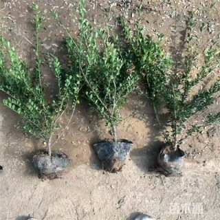 高度50厘米龟甲冬青