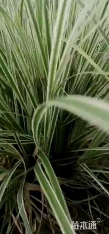 高度20厘米花叶蒲苇