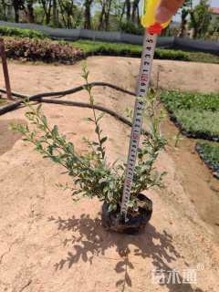 高度25厘米银姬小蜡