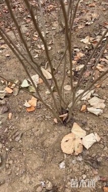 高度150厘米紫荆