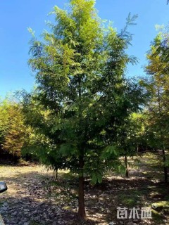 15公分水杉