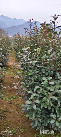 高度140厘米丛生红叶石楠