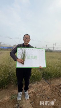 高度25厘米小兔子狼尾草