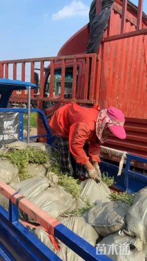 高度40厘米火棘