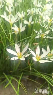 高度14厘米葱兰