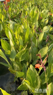 高度50厘米花叶美人蕉