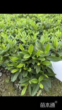 高度40厘米春鹃