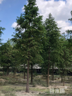 16公分北美落羽杉