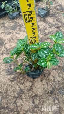 高度20厘米冷水花