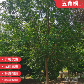6公分五角枫