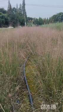 高度30厘米粉黛乱子草