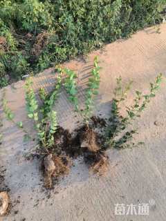 高度60厘米小叶丁香