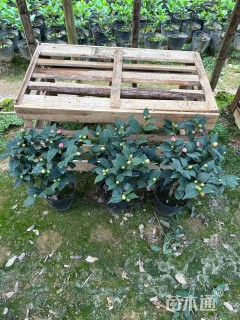 冠幅150厘米茶花球