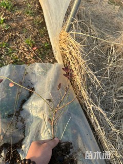 50厘米小叶扶芳藤