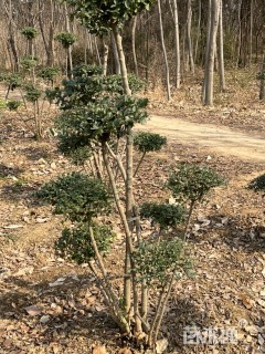 高度200厘米小叶女贞