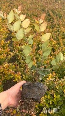 高度40厘米金森女贞