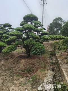 20公分造型亮晶女贞