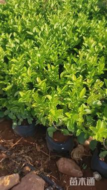 高度70厘米欧洲荚蒾