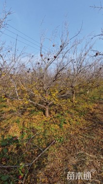 高度350厘米果石榴