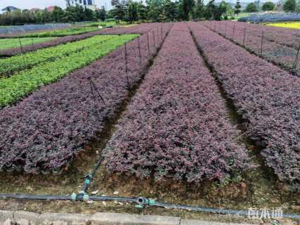 高度30厘米红花继木