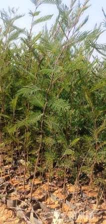 0.1公分澳洲金合欢