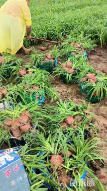 高度15厘米大花萱草