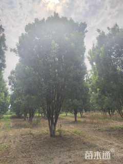 高度800厘米丛生国槐