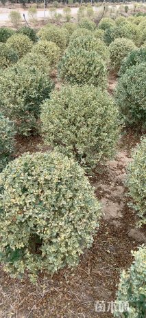 冠幅100厘米银姬小蜡球