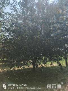 高度400厘米重瓣榆叶梅