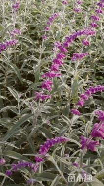 高度15厘米墨西哥鼠尾草