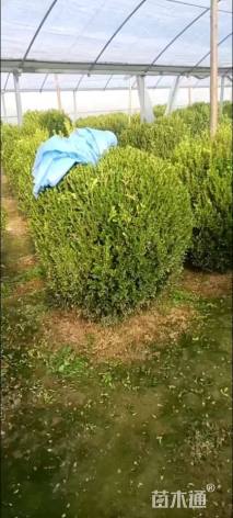 冠幅80厘米瓜子黄杨球