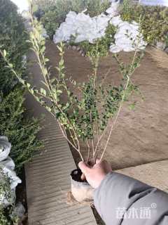 高度50厘米龟甲冬青小苗