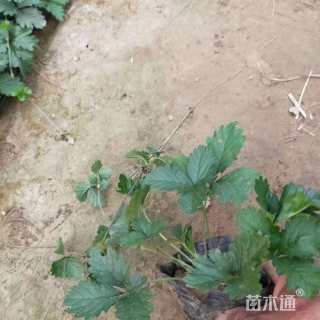 高度15厘米三叶委陵菜