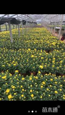 高度25厘米菊花