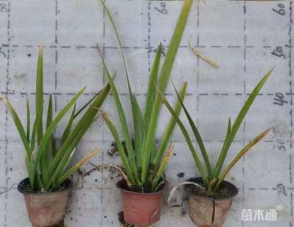 高度50厘米西伯利亚鸢尾