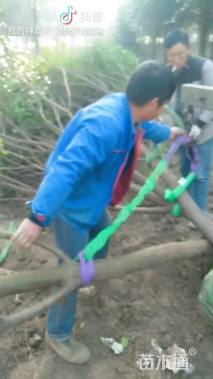 5公分红叶石楠