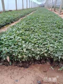 高度20厘米美国薄荷