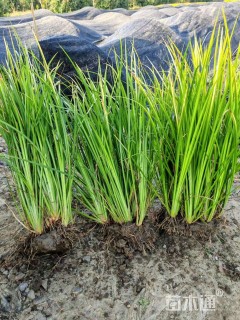 高度30厘米石菖蒲