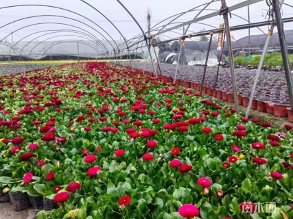 高度35厘米雏菊